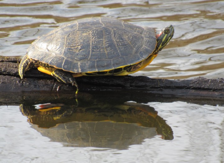 Red-ear Slider